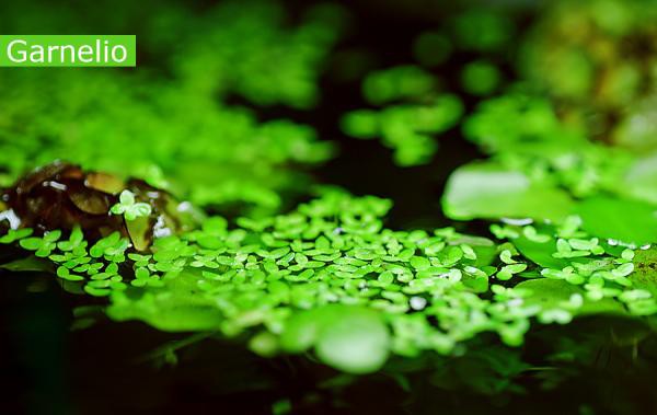 Lemna minor (Duckweed)